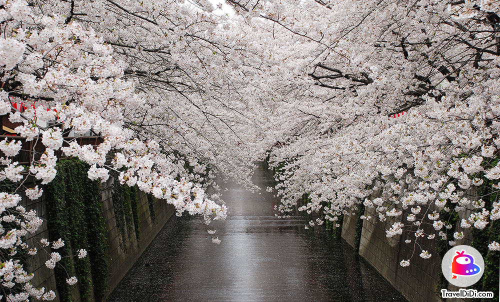 เที่ยวญี่ปุ่นเดือนไหนดีที่สุด มาดูกัน ไปญี่ปุ่นเดือนไหนดี !!