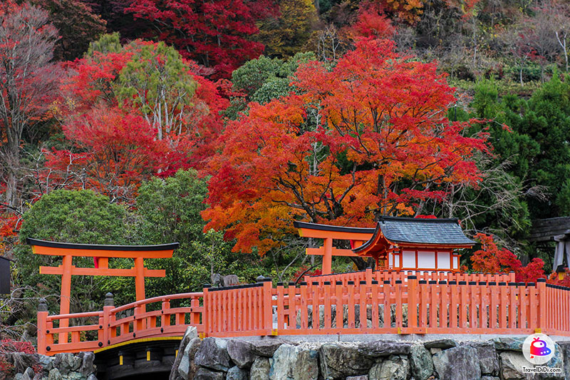 TOP 20 สถานที่ชมใบไม้เปลี่ยนสี & ตารางใบไม้เปลี่ยนสี ญี่ปุ่น 2023
