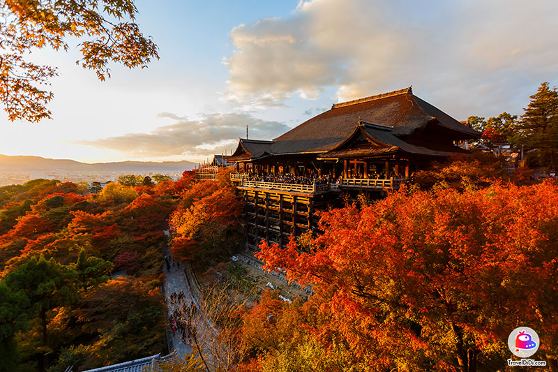 TOP 20 สถานที่ชมใบไม้เปลี่ยนสี & ตารางใบไม้เปลี่ยนสี ญี่ปุ่น 2023