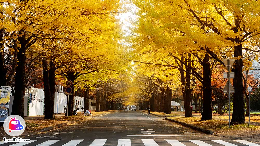 เที่ยวญี่ปุ่นเดือนไหนดีที่สุด มาดูกัน ไปญี่ปุ่นเดือนไหนดี !!