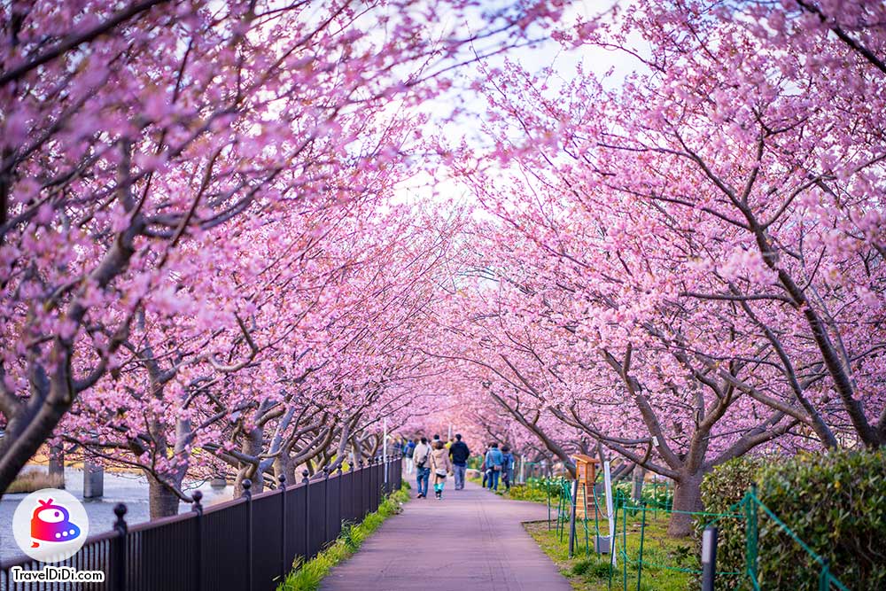 เที่ยวญี่ปุ่นเดือนไหนดีที่สุด มาดูกัน ไปญี่ปุ่นเดือนไหนดี !!