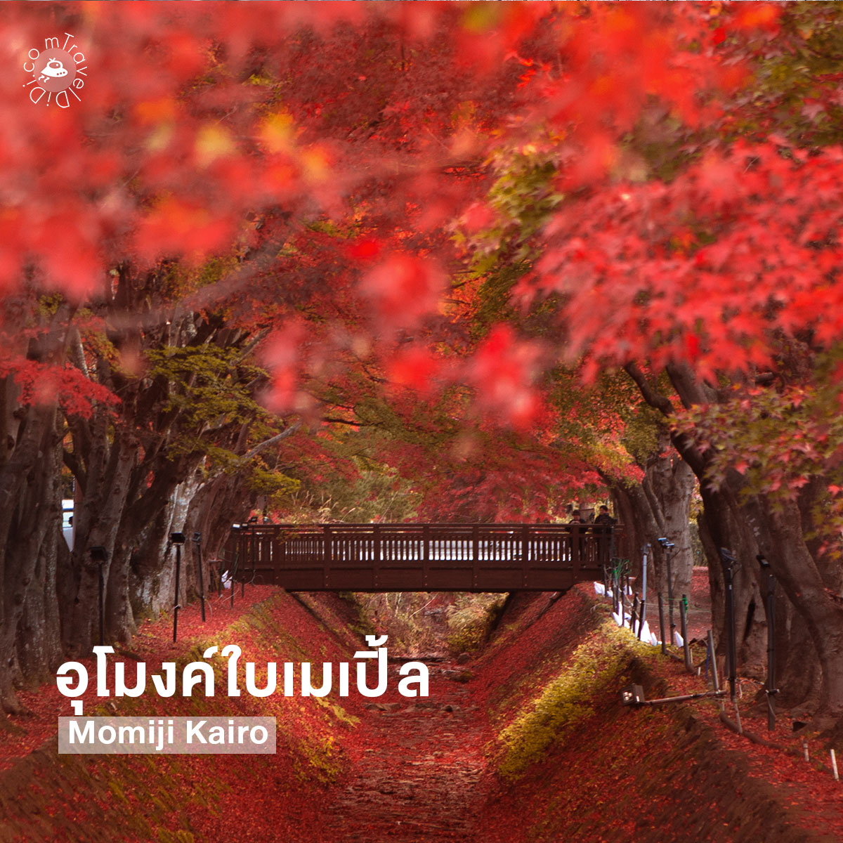10 ที่เที่ยวยอดฮิตใกล้โตเกียว เดินทางง่าย เอาใจสายชิลล์