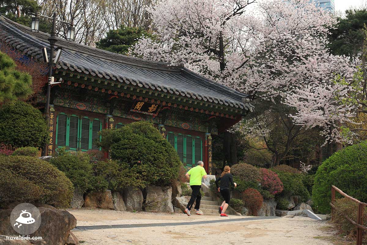 7 พิกัด จุดชมดอกพ็อดกด ซากุระเกาหลี ที่สวยที่สุด