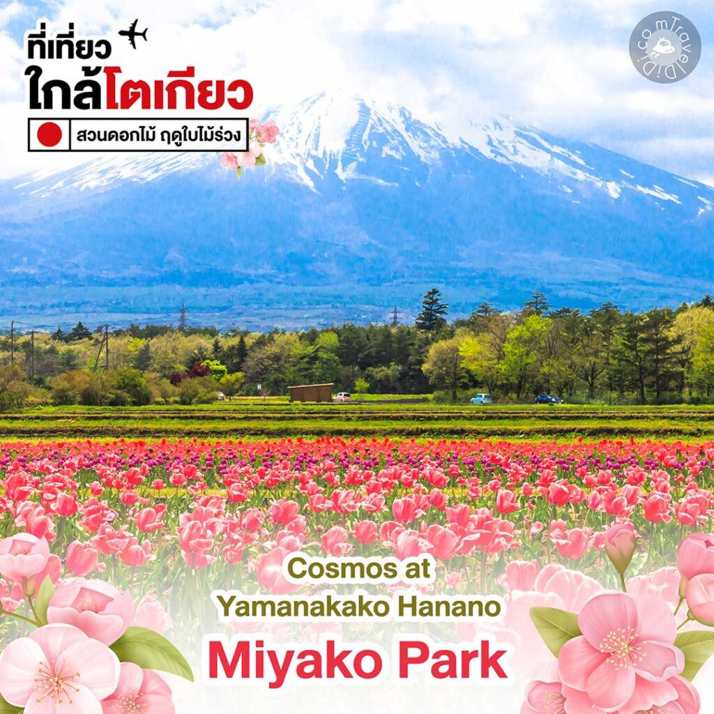 5 สวนดอกไม้ใกล้โตเกียว ชมสีสันดอกไม้ ฤดูใบไม้ร่วง!