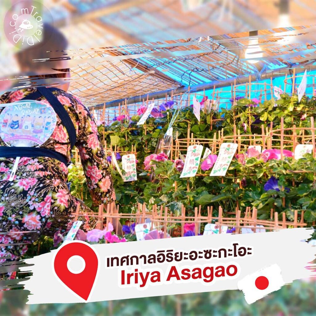 8 ที่เที่ยว “สวนดอกไม้ใกล้โตเกียว” ฤดูร้อน ประเทศญี่ปุ่น