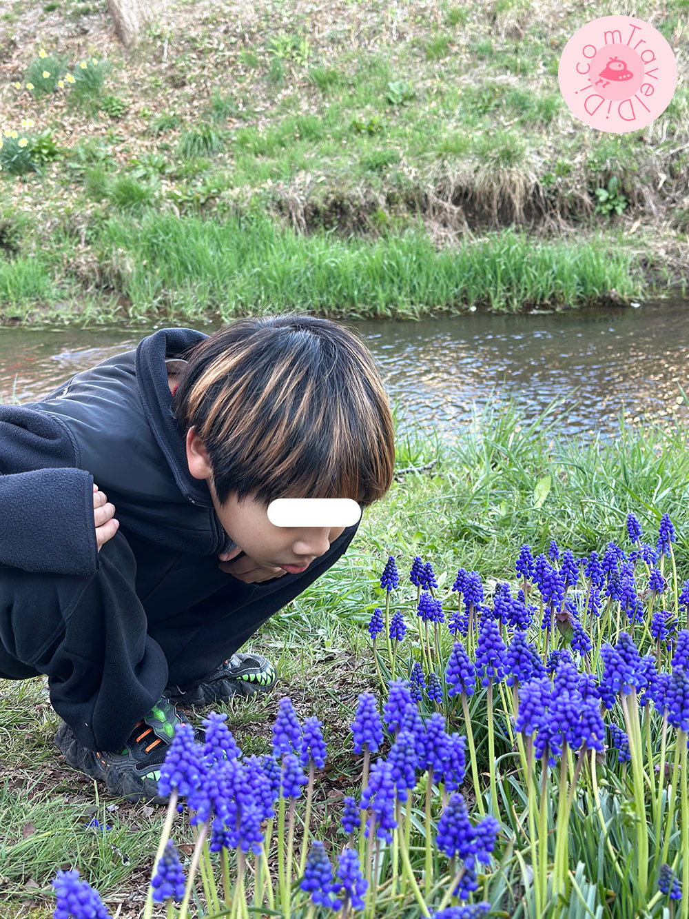 เที่ยว Oshino Hakkai (หมู่บ้านน้ำใส) ชมดอกซากุระ เดือนเมษายน 2023