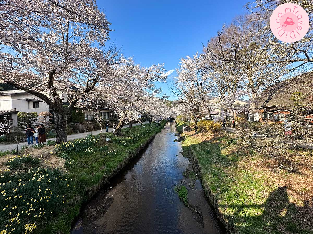 ชมดอกซากุระบาน แบบฟูลบลูม ใกล้หมู่บ้านน้ำใส Oshino Hakkai วันที่ 10 เมษายน 2023