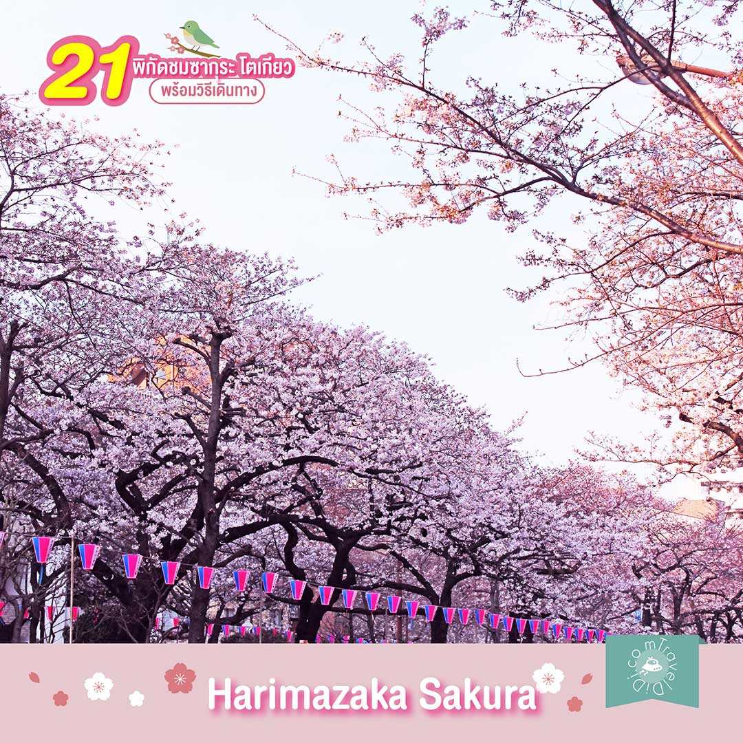 21 สถานที่ชม 'ซากุระ โตเกียว' ปี 2024 / 2567 พร้อมวิธีเดินทาง