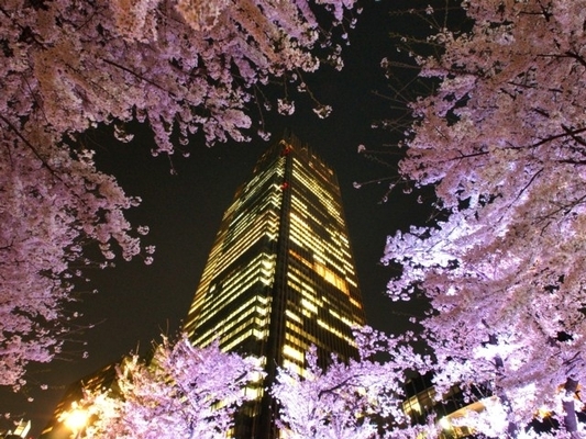 จุดชมซากุระใจกลางกรุงโตเกียวที่โตเกียวมิดทาวน์ (Tokyo Midtown - Roppongi)
