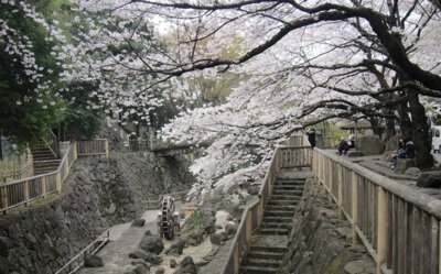 จุดชมดอกซากุระในโตเกียวที่เป็นที่ชื่นชอบของชาวเขตคิตะ จุดเด่นคือสะพานฟุนาคุชิที่มีเสน่ห์และเป็นฉากหลังยอดนิยมในการถ่ายภาพวิวดอกซากุระสวย ๆ