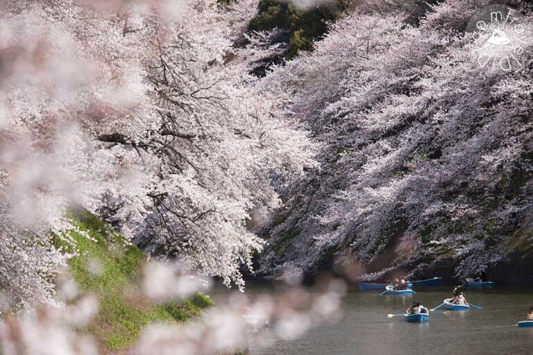 แจกลิสต์ 5 จุดชม 'ซากุระ' ในสวนอุเอโนะ (Ueno Park) โตเกียว 2024
