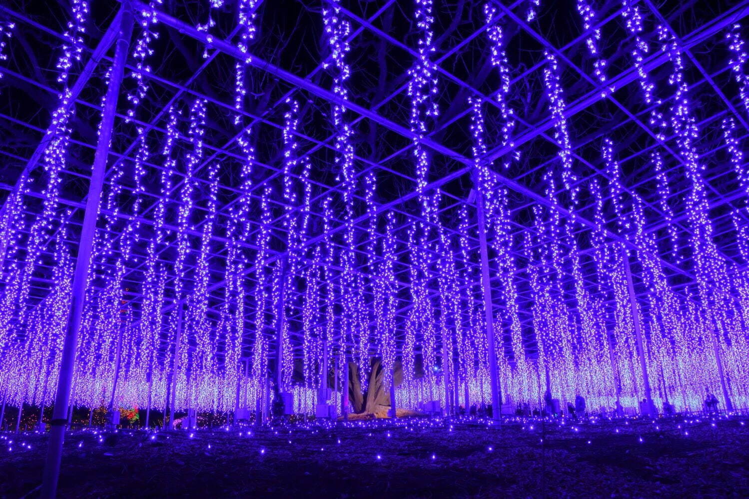 งานประดับไฟสวนดอกไม้แห่งแสง “Flower Garden of Light” - Ashikaga Flower Park จังหวัดโทจิงิ