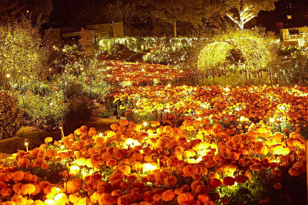 "Moonlight Rose Garden" สวนกุหลาบประดับไฟยามค่ำคืน - สวนดอกไม้อิบารากิ
