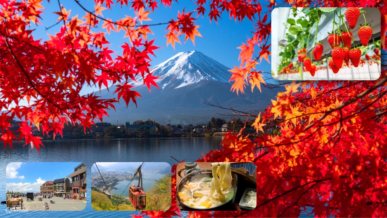 ทัวร์เทศกาลดอกไม้ที่ภูเขาไฟฟูจิ, นั่งกระเช้าลอยฟ้า และเก็บผลไม้ (เดินทางจากโตเกียว)