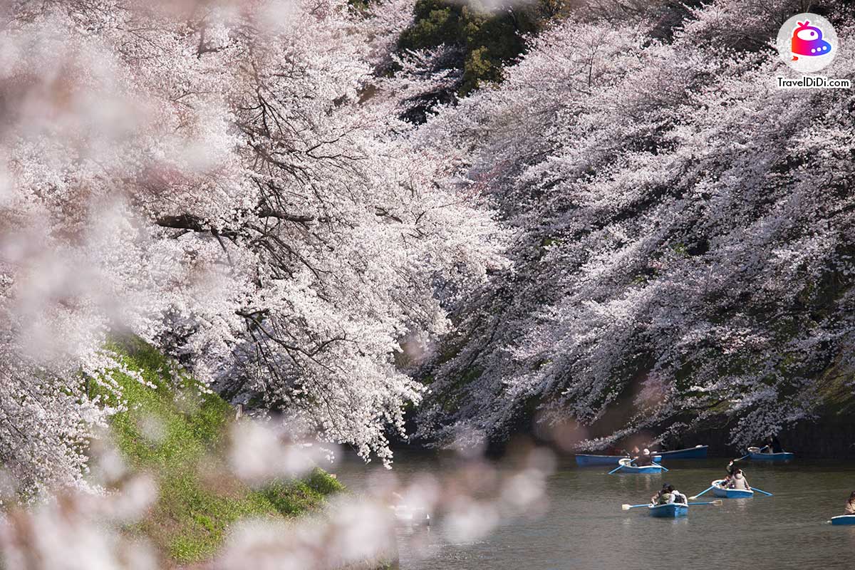 จุดชมซากุระ ในสวนอุโอเนะ บริเวณ : สระน้ำชิโนบาสุ จังหวัดโตเกียว ประเทศญี่ปุ่น