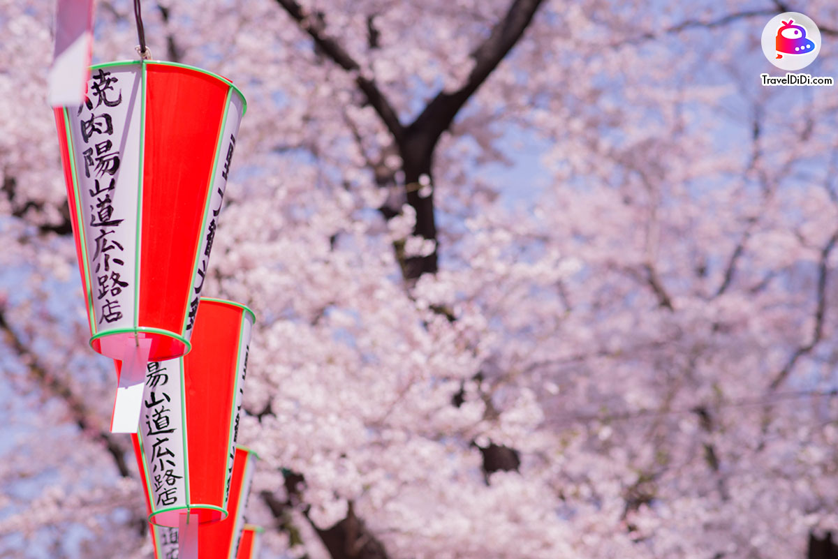 จุดชมซากุระในสวนอุโอเนะ บริเวณ : ถนนซากุระ จังหวัดโตเกียว ประเทศญี่ปุ่น | งานเทศกาลซากุระ อุเนโนะ