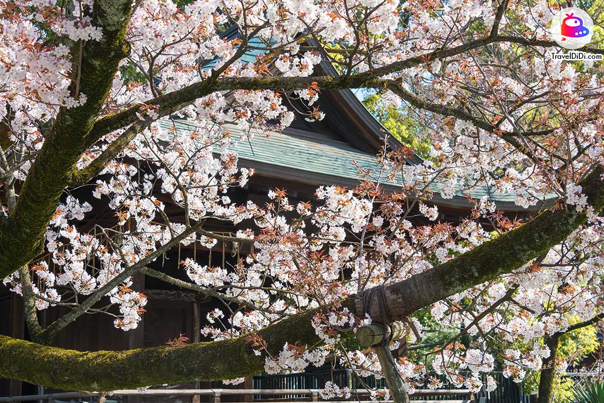 จุดชมซากุระในสวนอุโอเนะบริเวณ : ศาลเจ้าอุเอโนะโทโชกุ จังหวัดโตเกียว ประเทศญี่ปุ่น