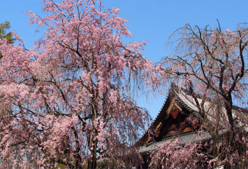 จุดชมซากุระพันธุ์กิ่งย้อยในสวนอุโอเนะบริเวณ : ชิมิสึ คันนอนโดะ (Shimizu Kannondo) จังหวัดโตเกียว ประเทศญี่ปุ่น