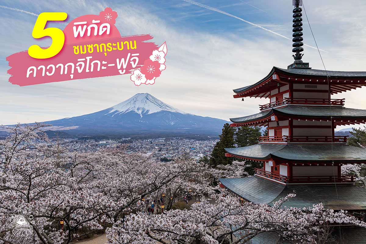 5 พิกัด จุดชมซากุระ ในคาวากุจิโกะ – ฟูจิ สวยงามอลังการ