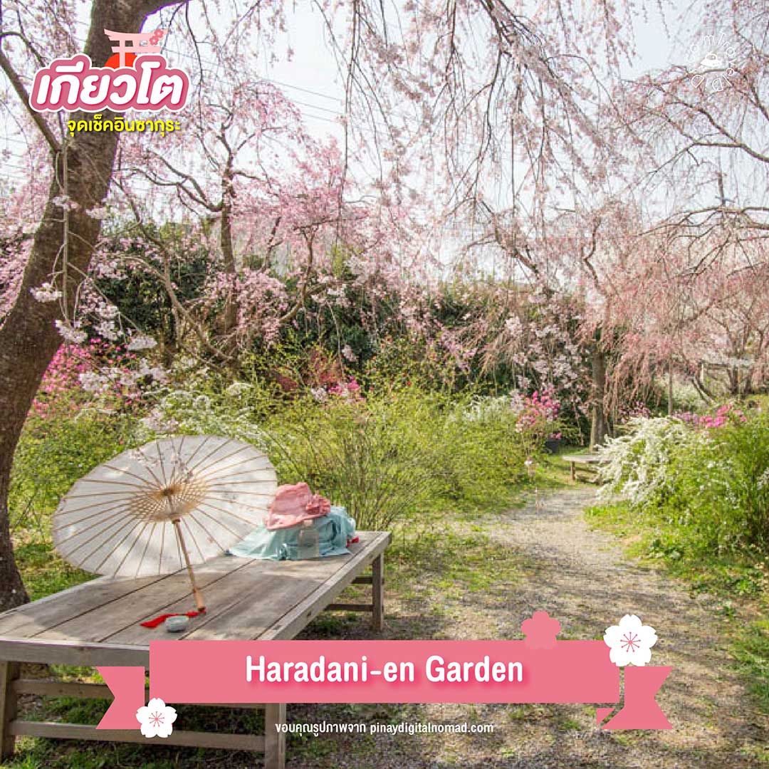 Haradani-en Garden จุดชมซากุระยอดนิยมในเกียวโต ปี 2024