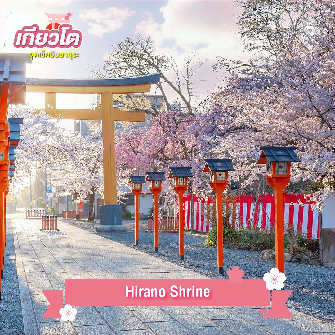 Hirano Shrine - จุดชมซากุระ ยอดนิยม เกียวโต 2024