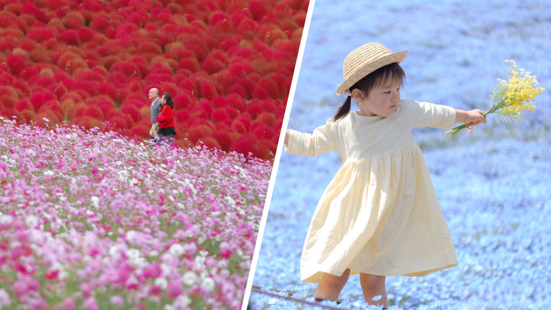 กิจกรรมน่าทำที่ Hitachi Seaside Park - ที่เที่ยวใกล้โตเกียว ปี 2024 - เมืองน่าเที่ยวรอบโตเกียว 1 Day Trip