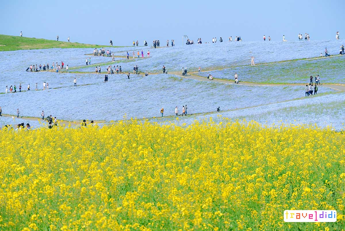 Hitachi Seaside Park - 12 ที่เที่ยวใกล้โตเกียว ปี 2024 - เมืองน่าเที่ยวรอบโตเกียว 1 Day Trip