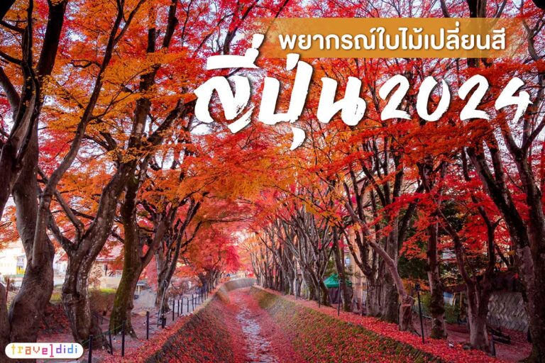 รวมพยากรณ์ ใบไม้เปลี่ยนสี ญี่ปุ่น 2024 - อัปเดตล่าสุด