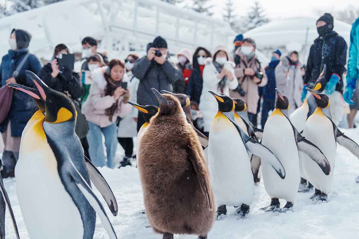 สวนสัตว์อาซาฮิยามะ (Asahiyama Zoo)