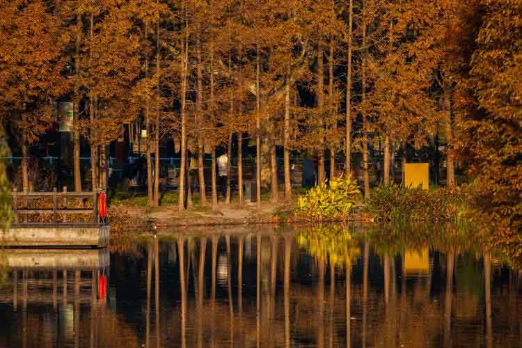 เที่ยวเซี่ยงไฮ้ช่วงฤดูใบไม้เปลี่ยนสี จุดชมใบไม้ร่วง Century Park เซี่ยงไฮ้