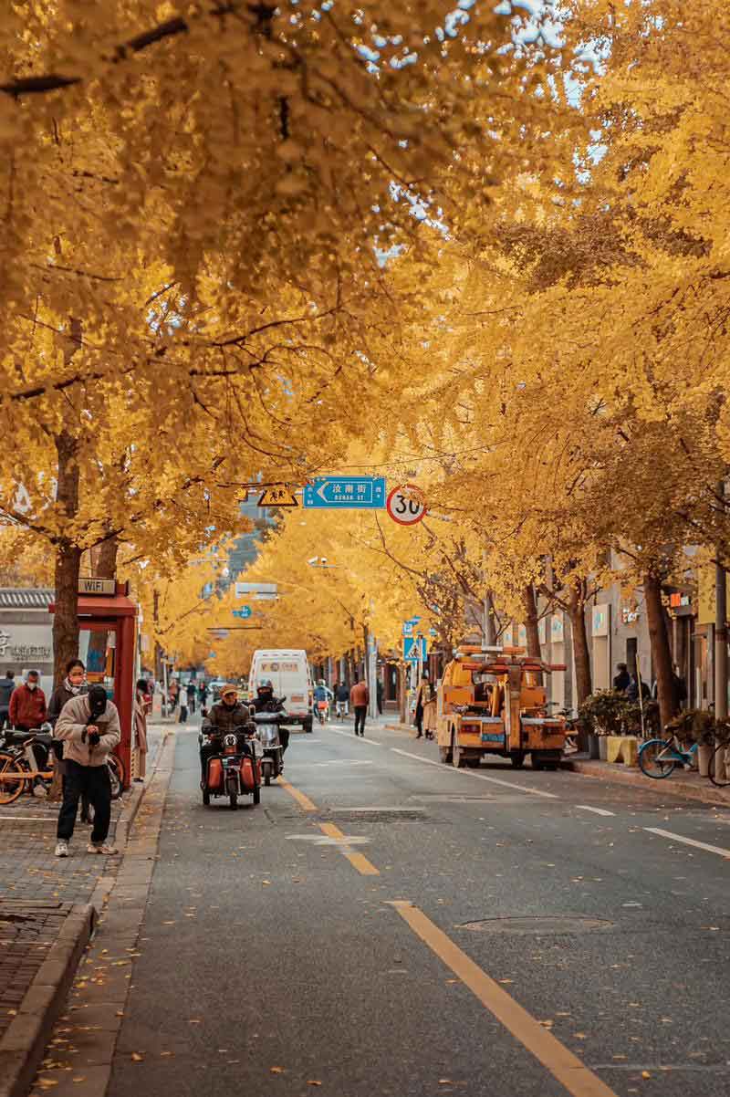 เที่ยวเซี่ยงไฮ้ช่วงใบไม้เปลี่ยนสี ถนนต้นแปะก๊วยต้ากู่ (Dagu Road) - เซี่ยงไฮ้