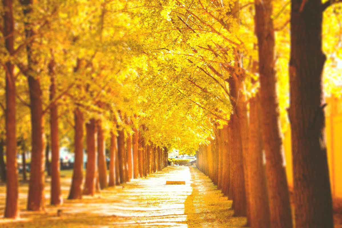 ใบไม้เปลี่ยนสีปักกิ่ง Ginko Avenue สวนสาธารณะ Zhongshan
