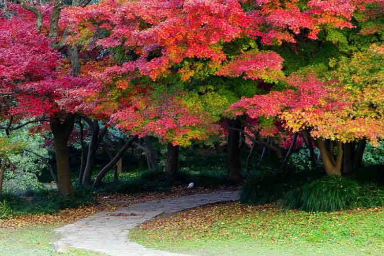 จุดชมใบไม้เปลี่ยนสีในเซี่ยงไฮ้ สถานที่ 'Shanghai Botanical Garden'