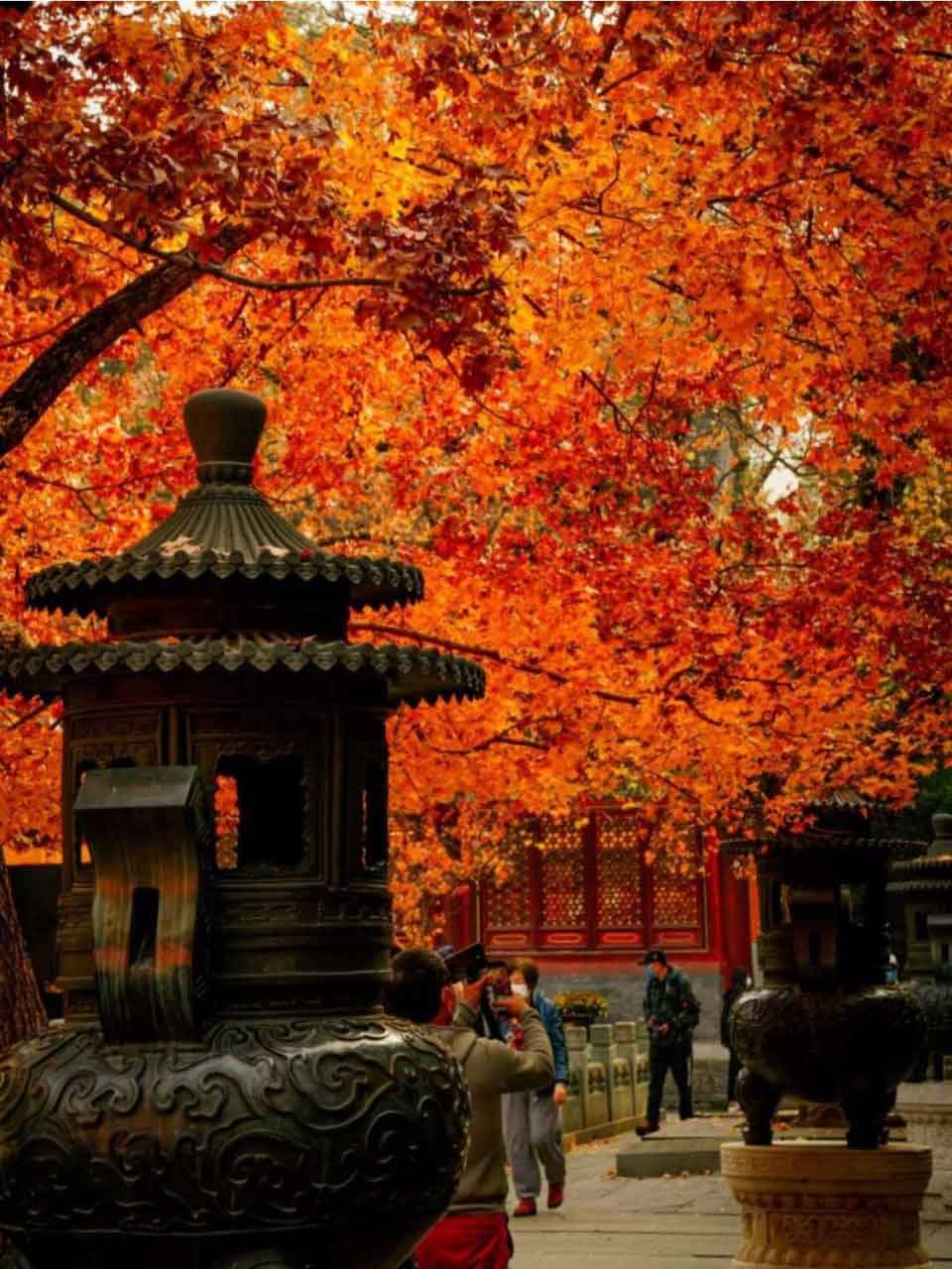 เที่ยวสวนสาธารณะเซียงซาน (Xiangshan Park) ปักกิ่ง ช่วงใบไม้เปลี่ยนสี