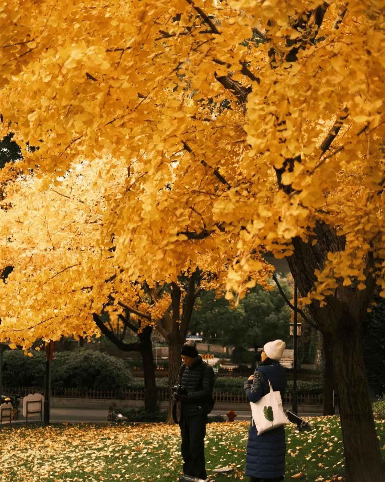 จุดชมใบไม้เปลี่ยนสีสวนสาธารณะฟู่ซิง (Fuxing Park) เซี่ยงไฮ้